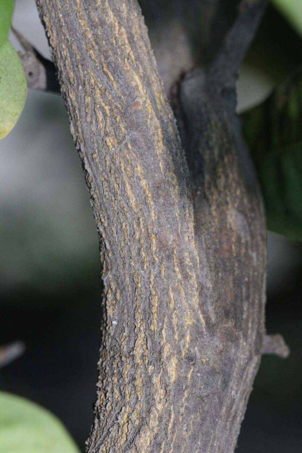              Second - third year twig (Riverside, CA)       